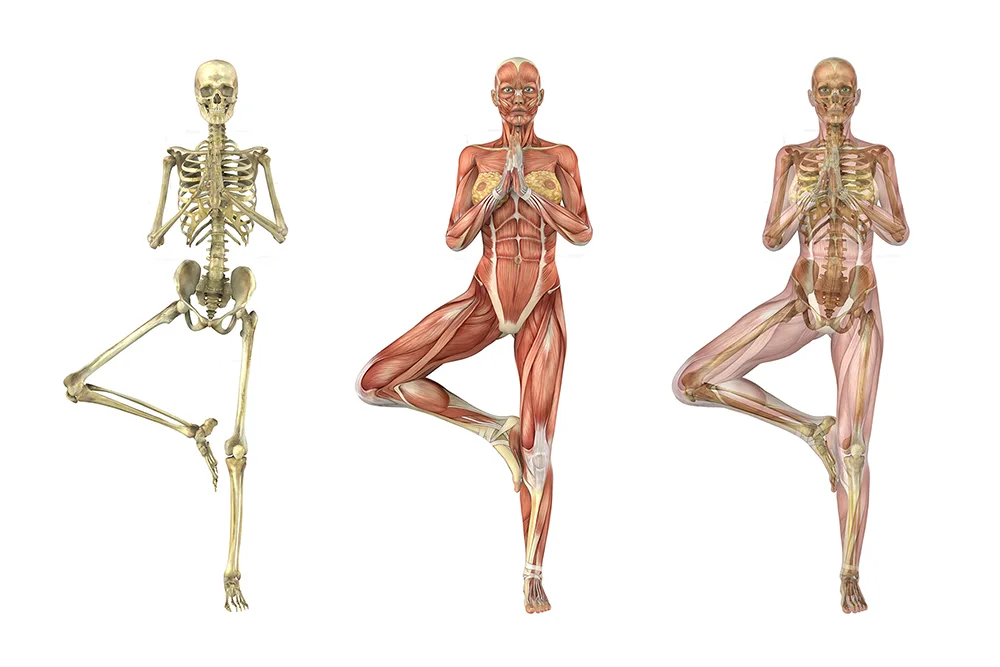 Was ist Osteopathie? – Ganzheitliche Behandlung in Nürnberg bei Sandra Freund Osteopathie Behandlung in Nürnberg – Sandra Freund